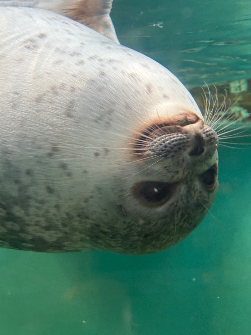 ピセ | おたる水族館のアザラシ | アザラシグラム