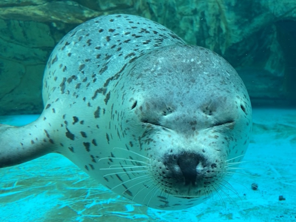 アザラシグラム - アザラーのためのアザ活SNS