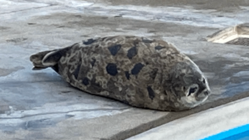 のざらし（@NoZNoZ）さんの投稿 | アザラシグラム