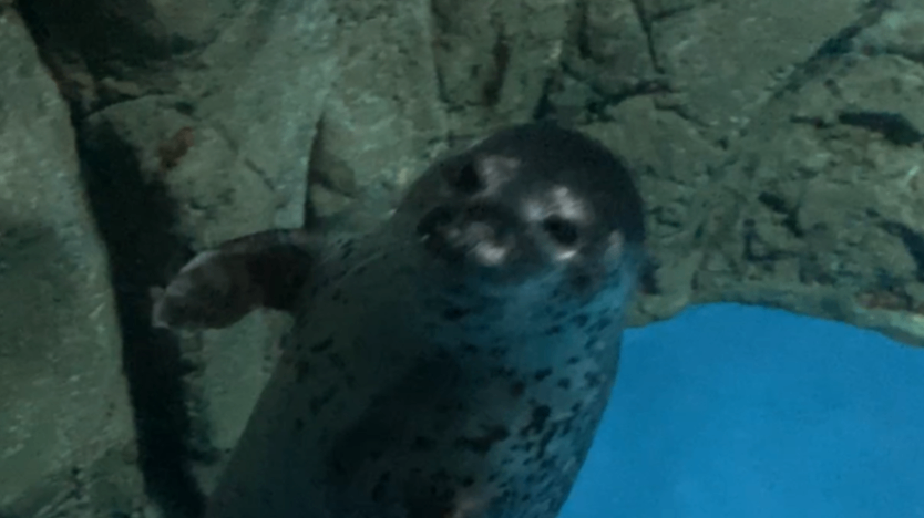 アザラシ♡苺オムレット ココア | 新江ノ島水族館のアザラシ | アザラシグラム