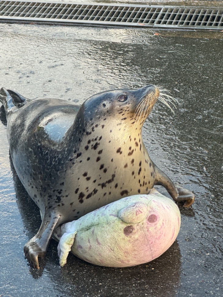 もちもち | 東武動物公園のアザラシ | アザラシグラム