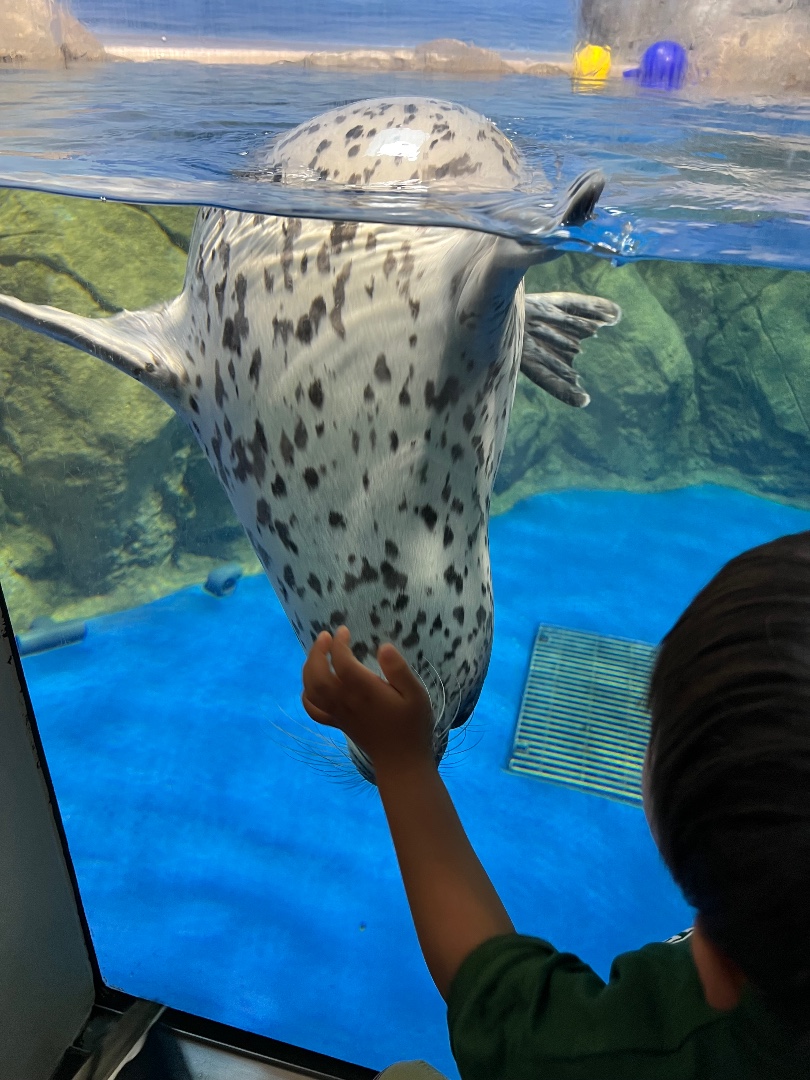 ココア | 新江ノ島水族館のアザラシ | アザラシグラム