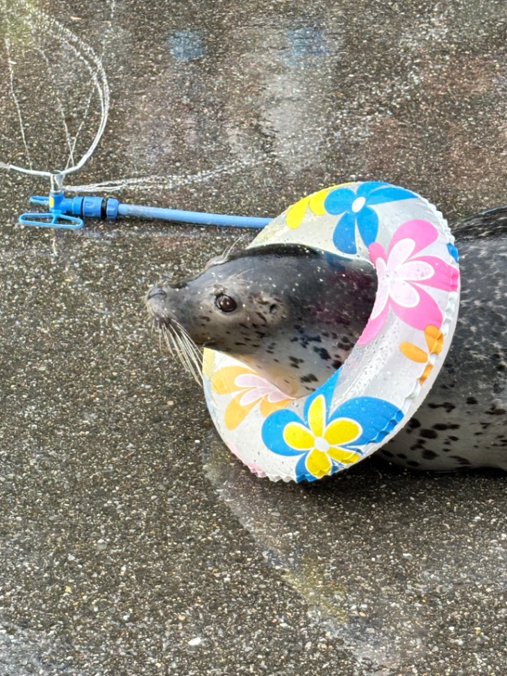 もちもち | 東武動物公園のアザラシ | アザラシグラム