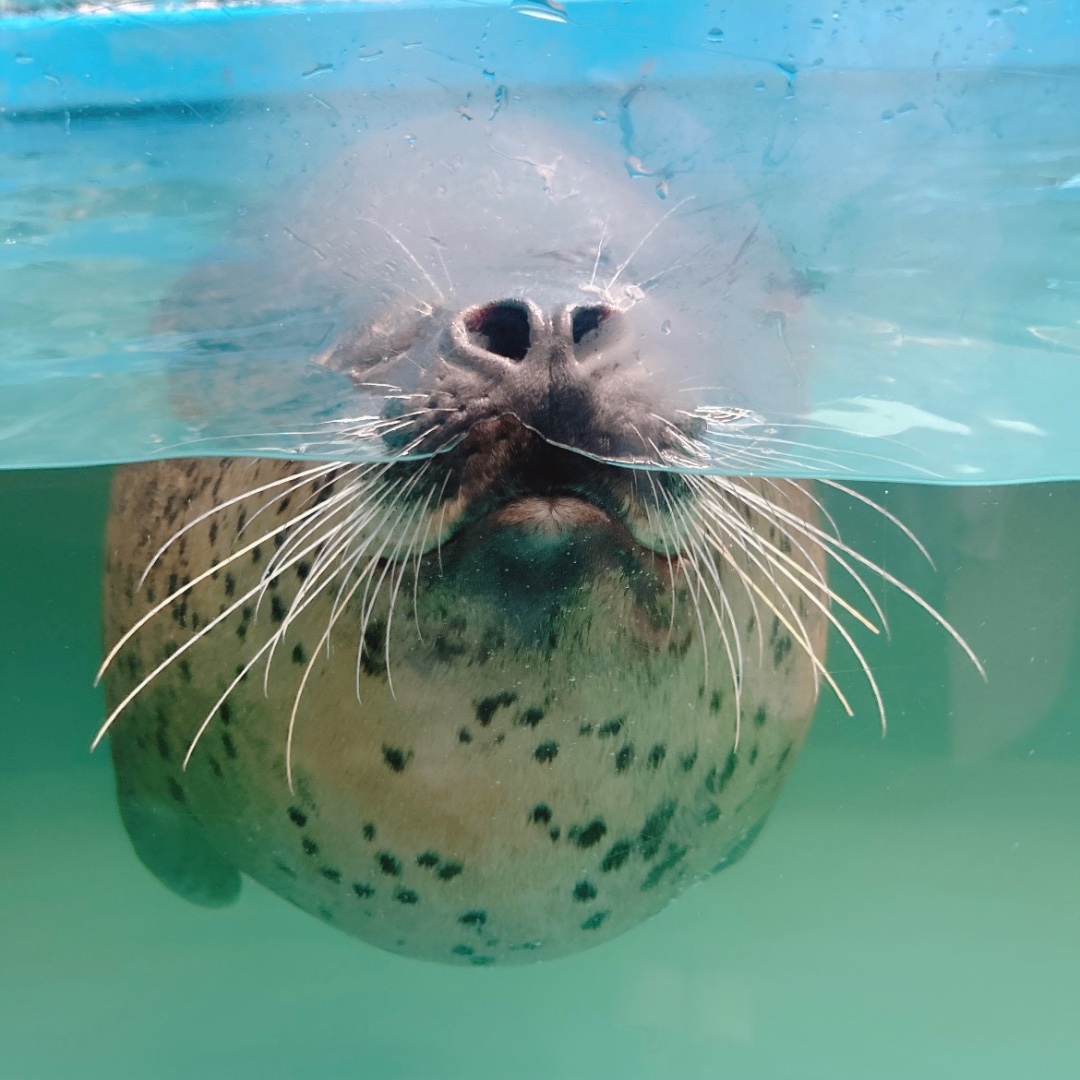 さいごう | サンピアザ水族館のアザラシ | アザラシグラム
