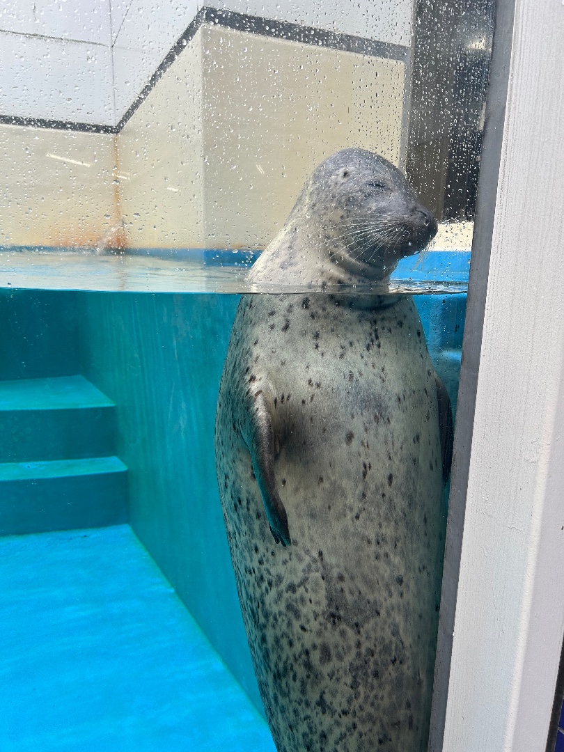 アザラシグラム - アザラーのためのアザ活SNS