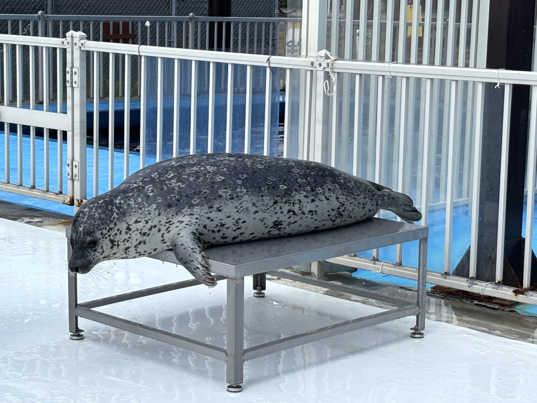 あざらしスポット - アザラシに会える日本全国の施設一覧 | アザラシグラム