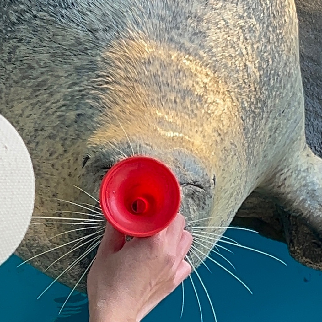 しながわ水族館 | あざらしスポット - アザラシに会える日本全国の施設