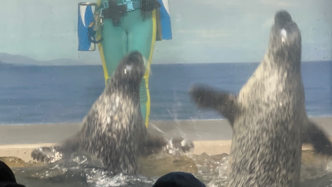 ワカ | 新江ノ島水族館のアザラシ | アザラシグラム