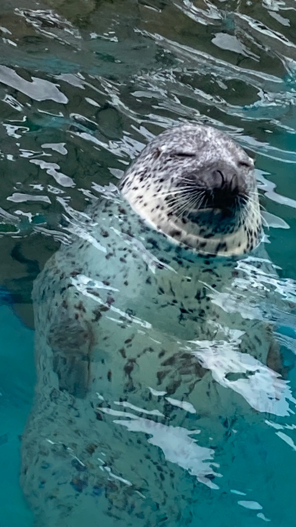 男鹿水族館GAO | あざらしスポット - アザラシに会える日本全国の施設
