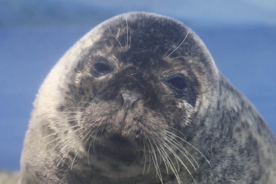 ワカ | 新江ノ島水族館のアザラシ | アザラシグラム