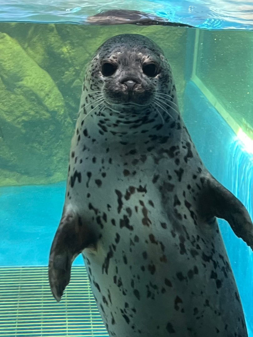 ココア | 新江ノ島水族館のアザラシ | アザラシグラム