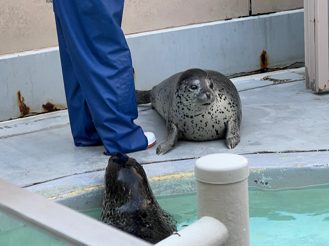 ターボ | 男鹿水族館GAOのアザラシ | アザラシグラム