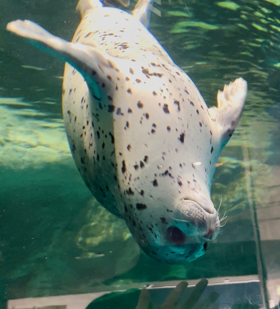 あざらしスポット - アザラシに会える日本全国の施設一覧 | アザラシグラム