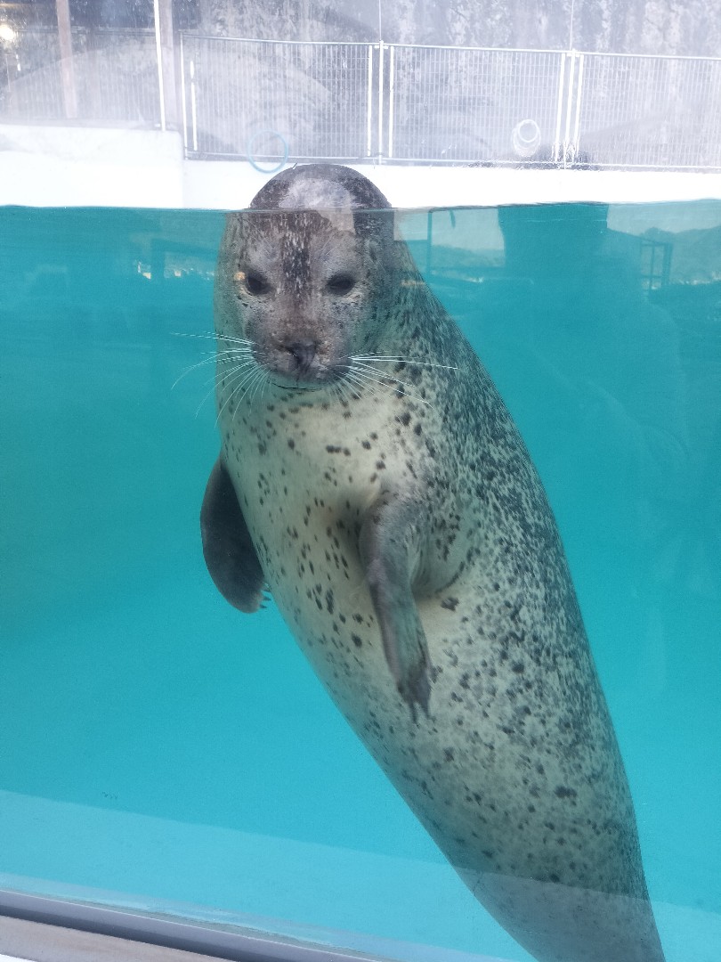あざらしスポット - アザラシに会える日本全国の施設一覧 | アザラシグラム