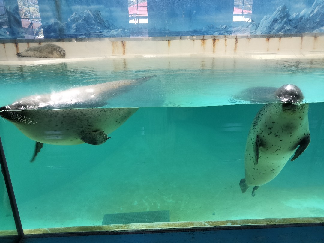 サクラコ | 下田海中水族館のアザラシ | アザラシグラム