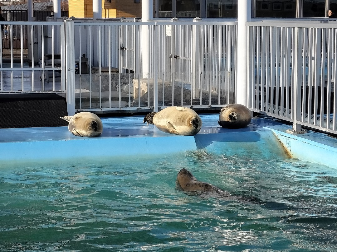 月 | オホーツクとっかりセンター アザラシランドのアザラシ