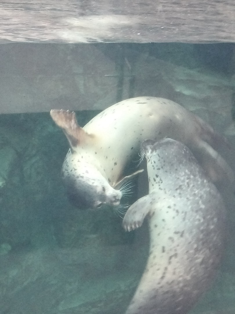 あざらしスポット - アザラシに会える日本全国の施設一覧 | アザラシグラム