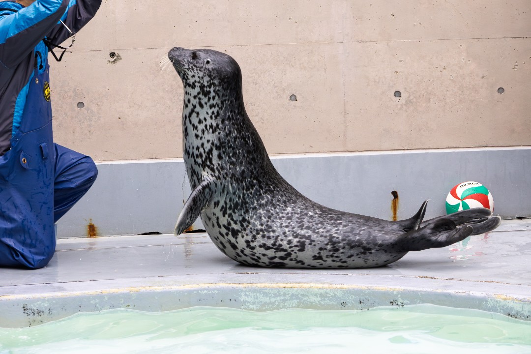 ターボ | 男鹿水族館GAOのアザラシ | アザラシグラム