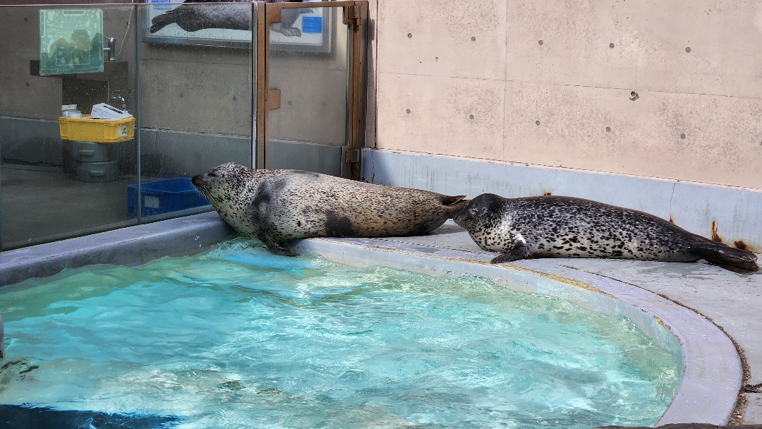 ターボ | 男鹿水族館GAOのアザラシ | アザラシグラム