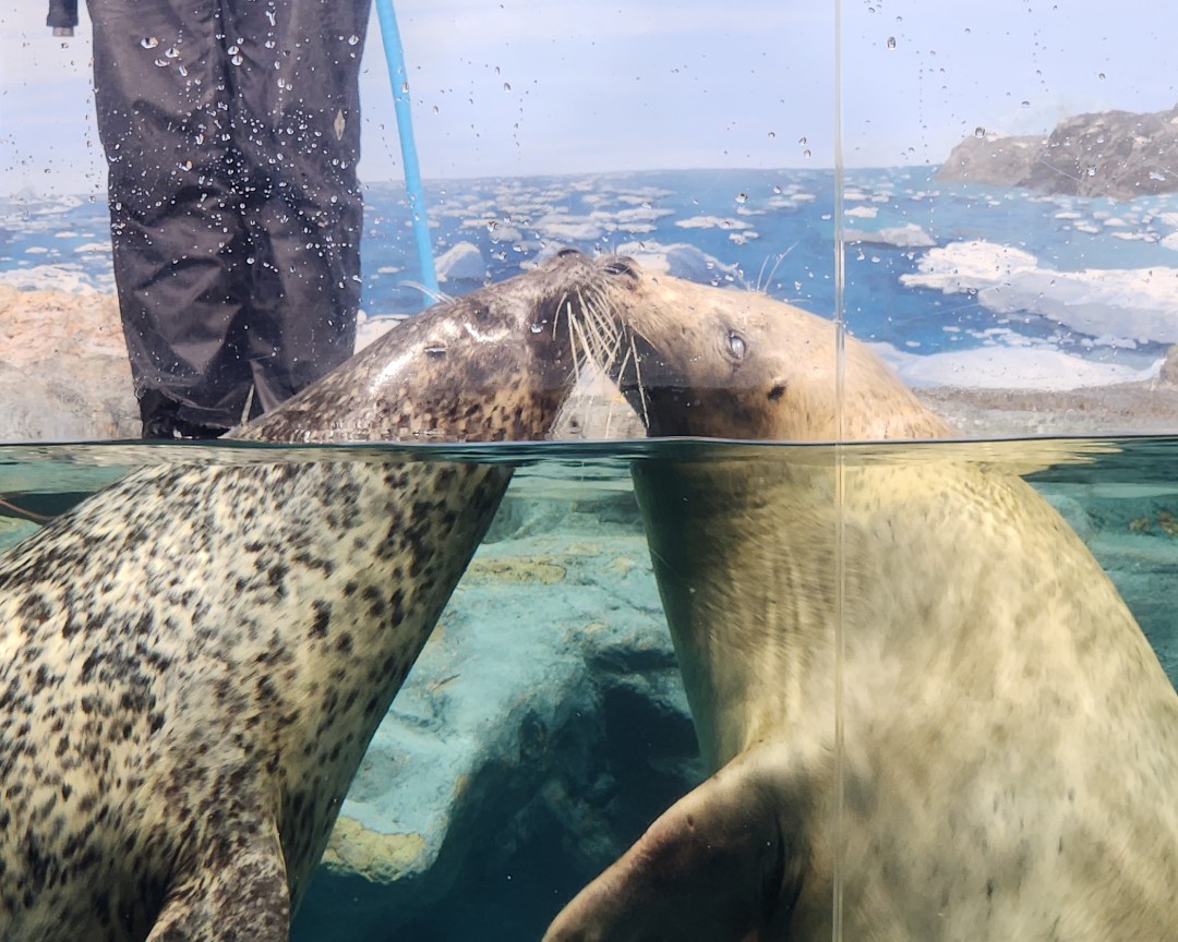 市立しものせき水族館 海響館 | あざらしスポット - アザラシに会える