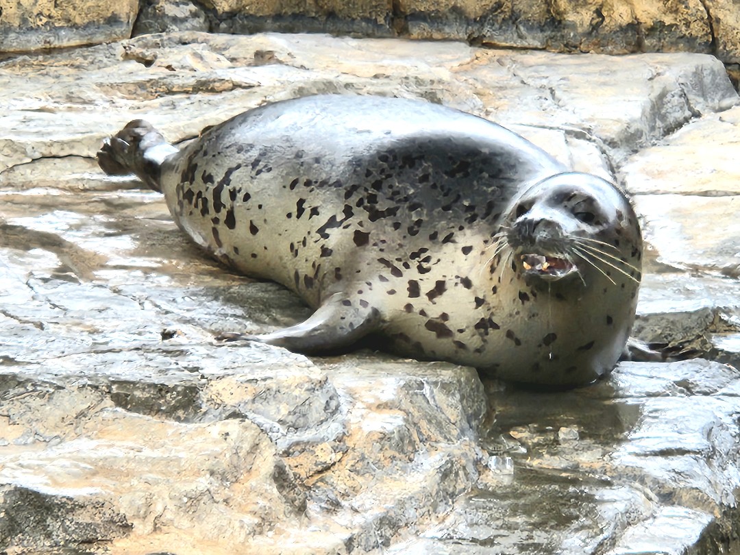 あざらし アザラシ ミニ