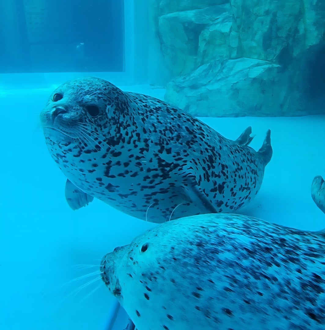 男鹿水族館GAO | あざらしスポット - アザラシに会える日本全国の施設