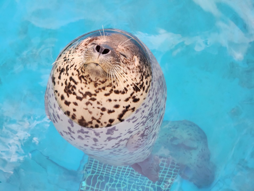 ターボ | 男鹿水族館GAOのアザラシ | アザラシグラム