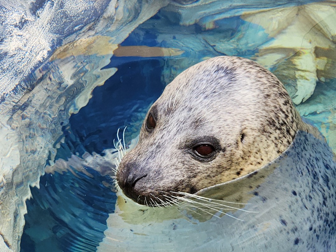 男鹿水族館GAO | あざらしスポット - アザラシに会える日本全国の施設