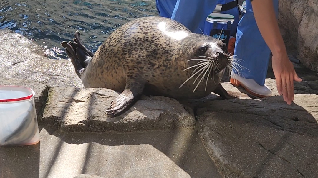 京都水族館 | あざらしスポット - アザラシに会える日本全国の施設一覧 京都水族館 | あざらしスポット - アザラシに会える日本全国の施設一覧