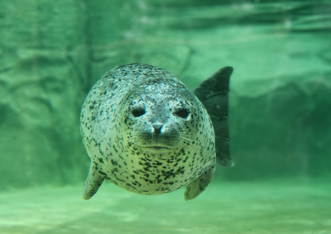 あんず | 越前松島水族館のアザラシ | アザラシグラム