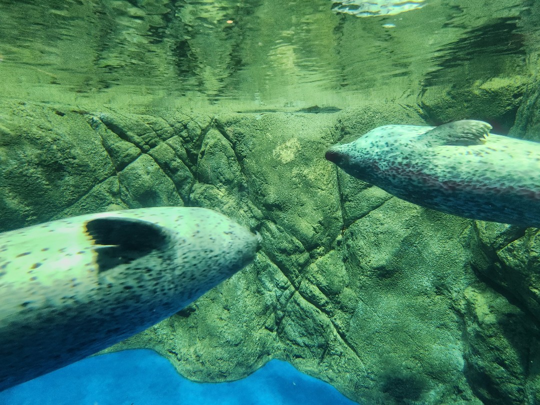 ワカ | 新江ノ島水族館のアザラシ | アザラシグラム