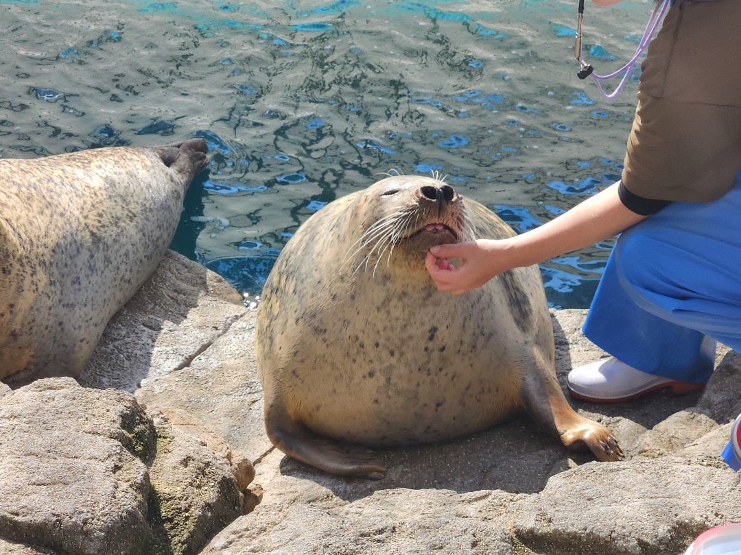京都水族館 | あざらしスポット - アザラシに会える日本全国の施設一覧 京都水族館 | あざらしスポット - アザラシに会える日本全国の施設一覧
