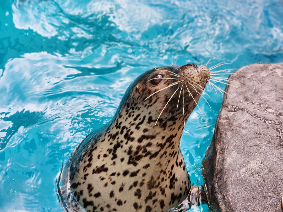 男鹿水族館GAO | あざらしスポット - アザラシに会える日本全国の施設