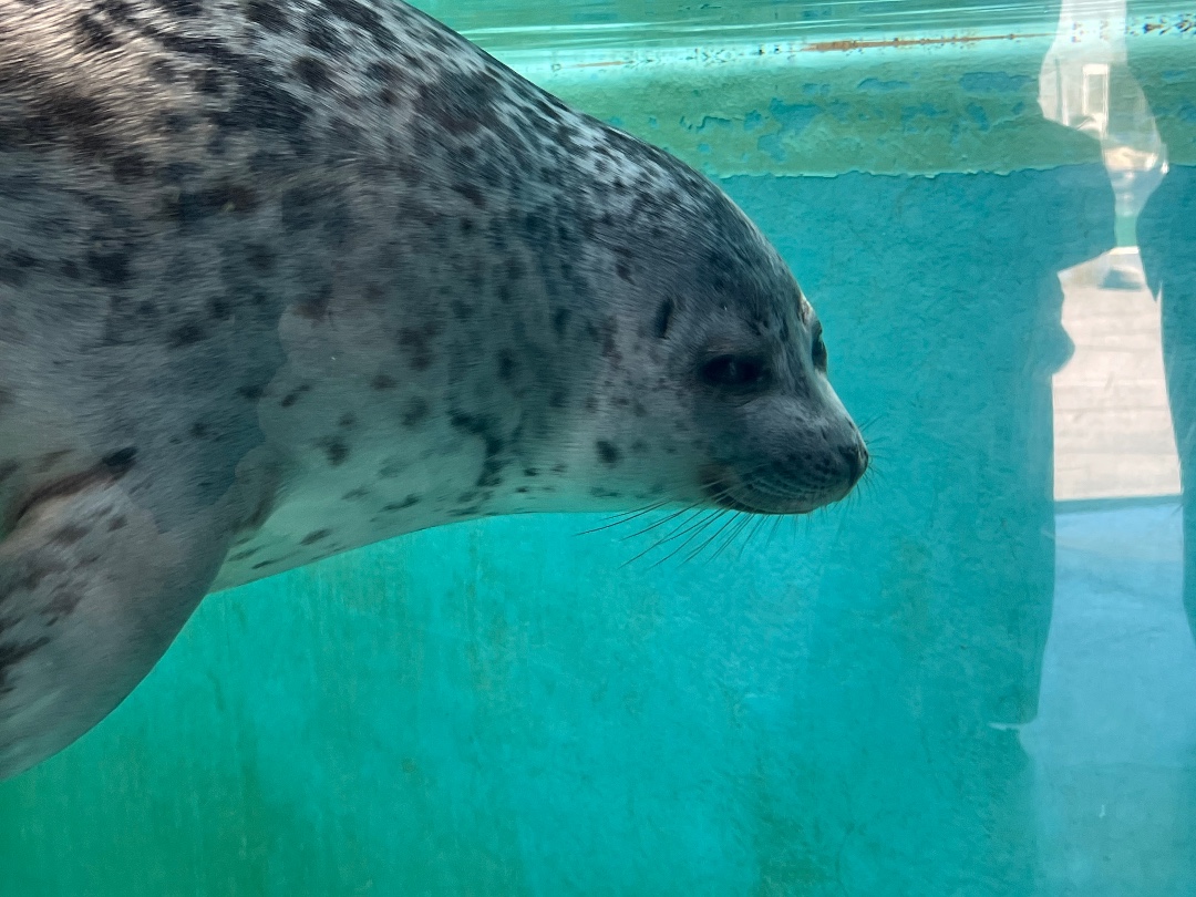 あざらしスポット - アザラシに会える日本全国の施設一覧 | アザラシグラム
