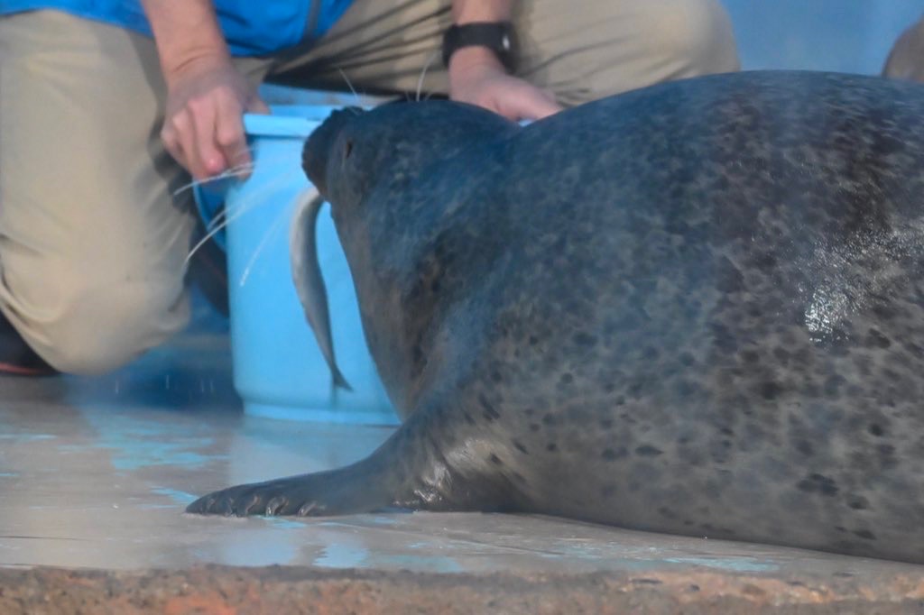 しながわ水族館 | あざらしスポット - アザラシに会える日本全国の施設
