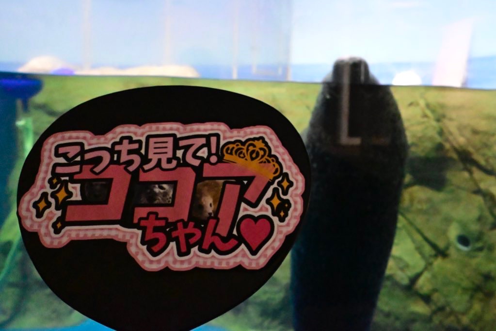 ココア | 新江ノ島水族館のアザラシ | アザラシグラム