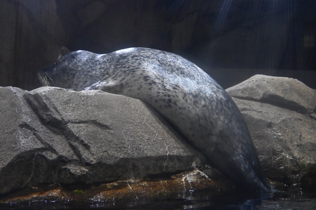 仙台うみの杜水族館 | あざらしスポット - アザラシに会える日本全国の