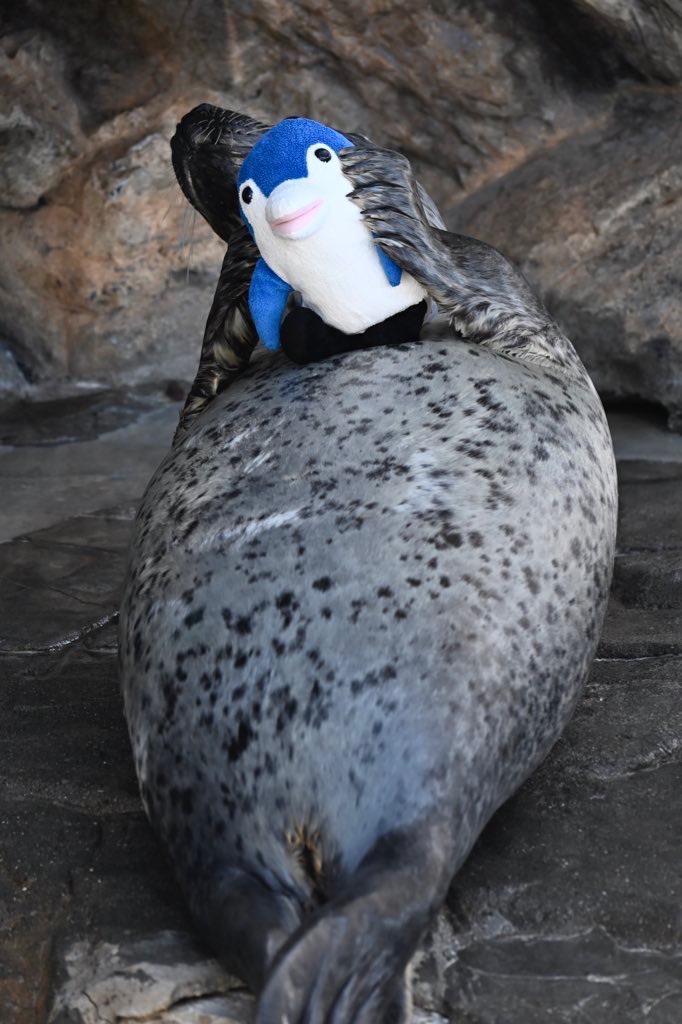 さくら | しながわ水族館のアザラシ | アザラシグラム