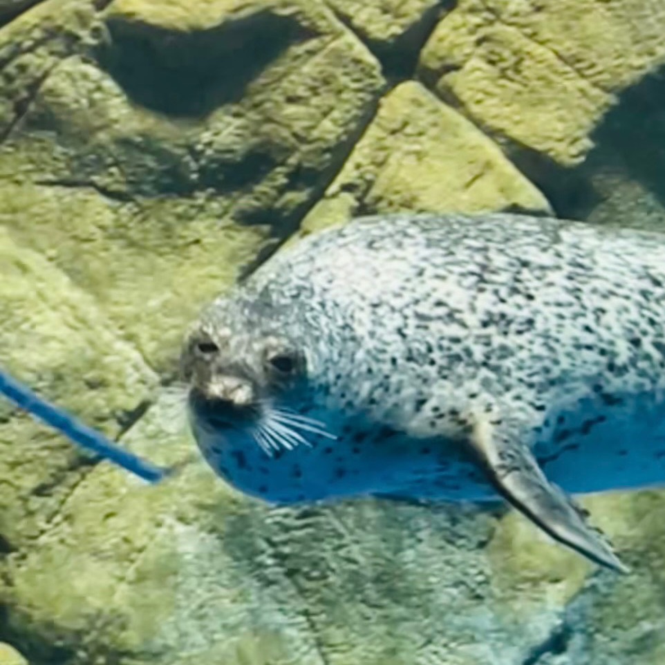 ワカ | 新江ノ島水族館のアザラシ | アザラシグラム