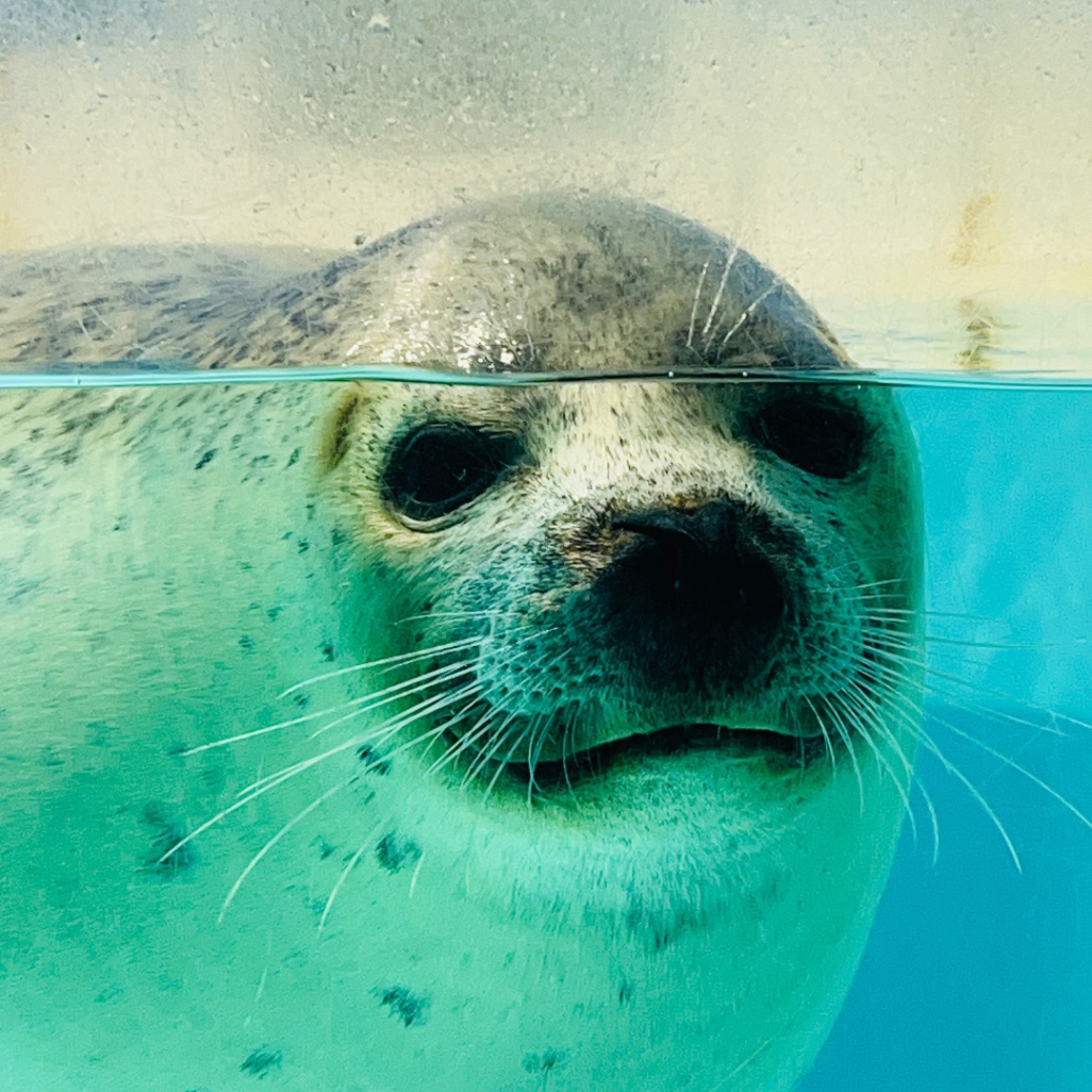 サクラコ | 下田海中水族館のアザラシ | アザラシグラム