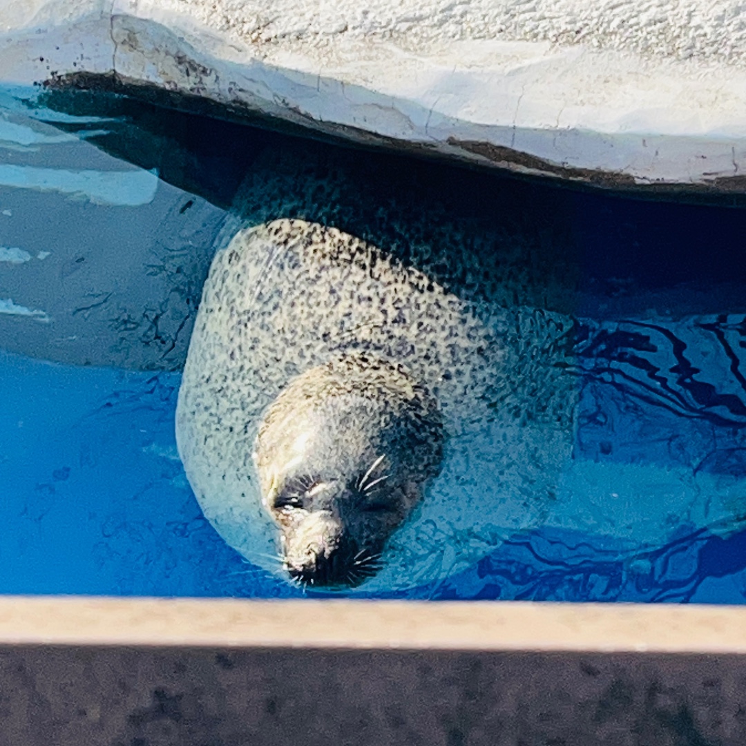 東山動植物園 | あざらしスポット - アザラシに会える日本全国の施設