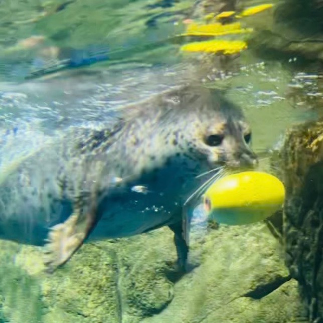 アザラシグラム - アザラーのためのアザ活SNS