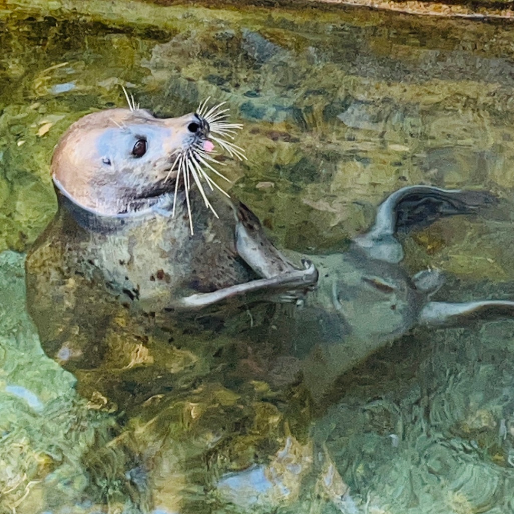 カブト | 下田海中水族館のアザラシ | アザラシグラム
