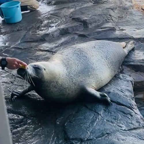 しながわ水族館 | あざらしスポット - アザラシに会える日本全国の施設