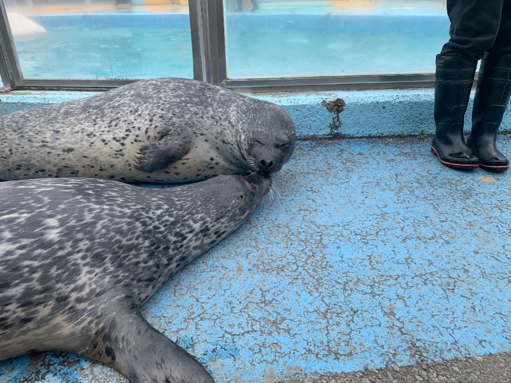 あらしくんとポプラちゃん夫婦の仲良しキス💋