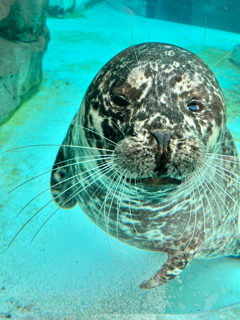 動物園シリーズ 確認用 アザラシ 動物園シリーズ 確認用 アザラシ 動物園シリーズ 確認用