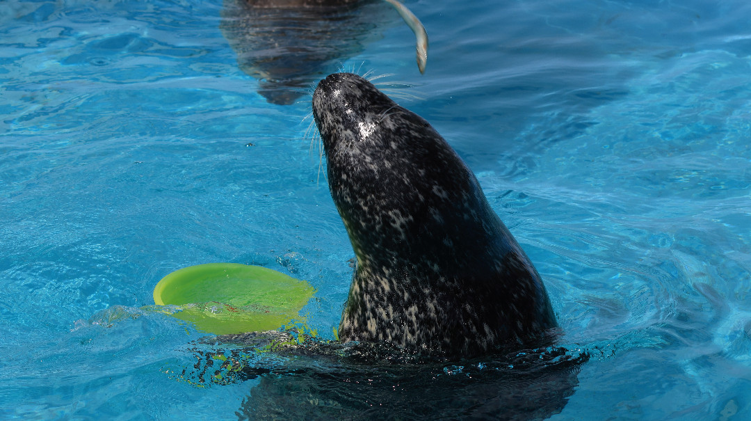 さつき | 市立室蘭水族館のアザラシ | アザラシグラム
